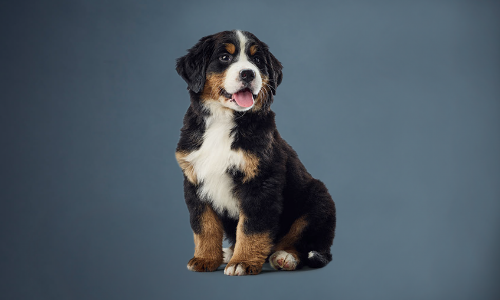 Large breed outlet puppy